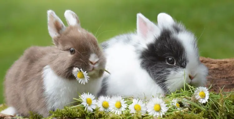 How Can We Keep Bunnies Warm During  Winter?