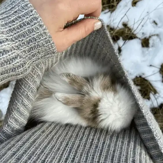 What Temperature is Too Cold for Rabbits?