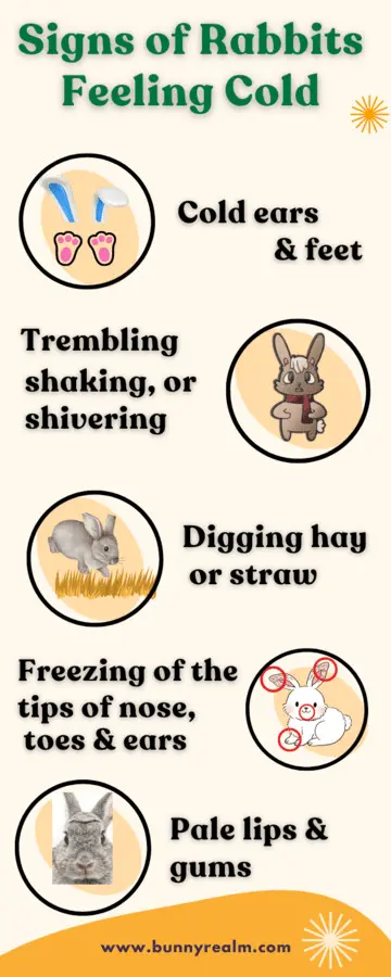 It shows the signs when your rabbits feeling cold