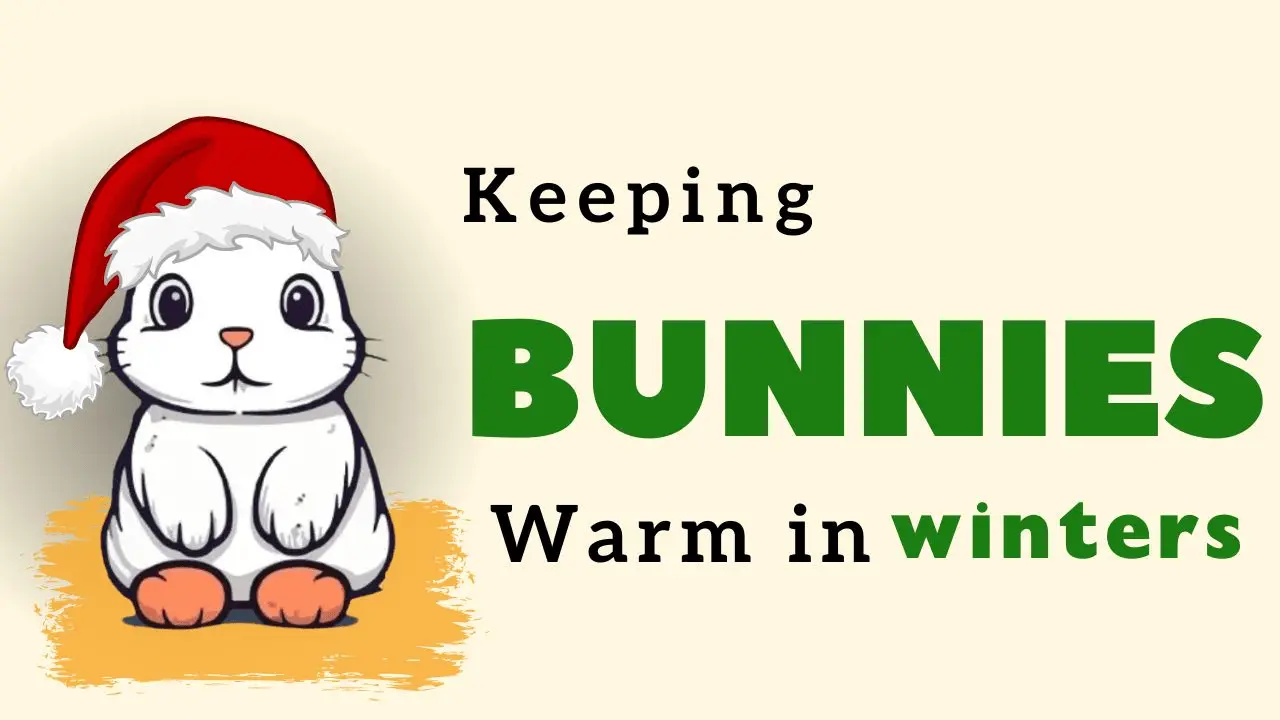 how can we keep bunnies warm in winters?