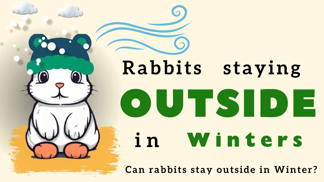 can rabbits stay outside in winter