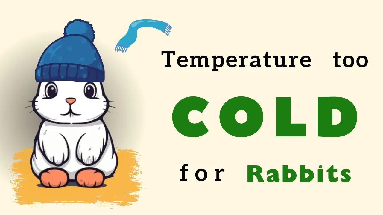 what temperature is too cold for rabbits?