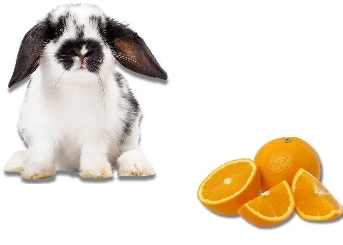 Can Bunnies Have Oranges?