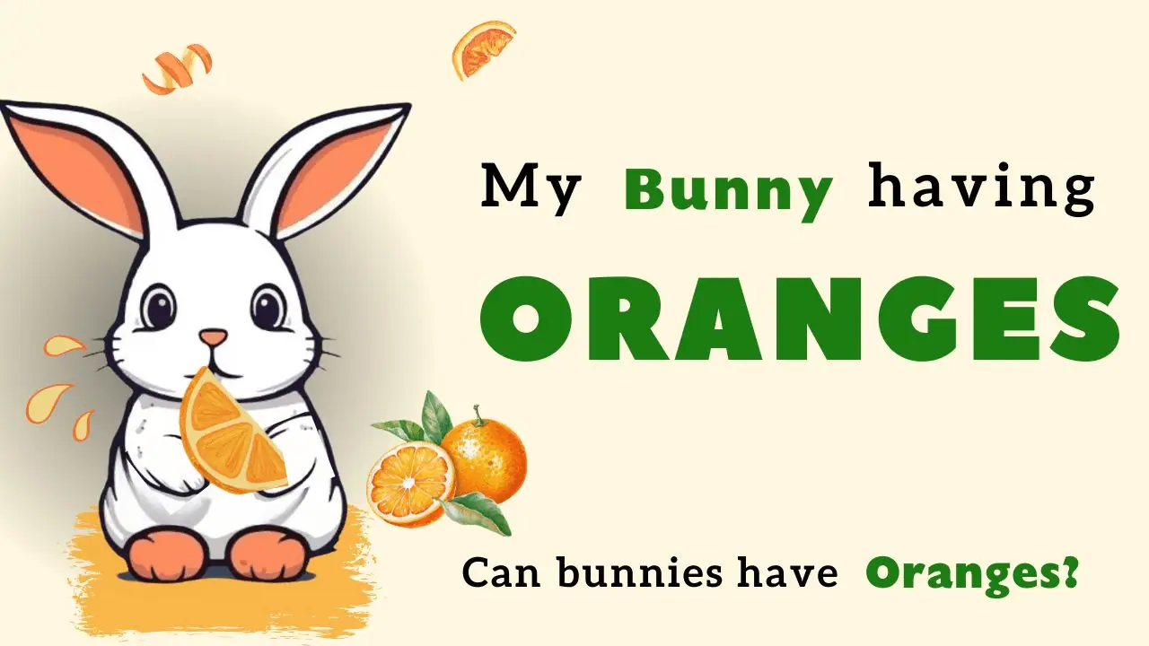 Can bunnies have oranges included in their meals?